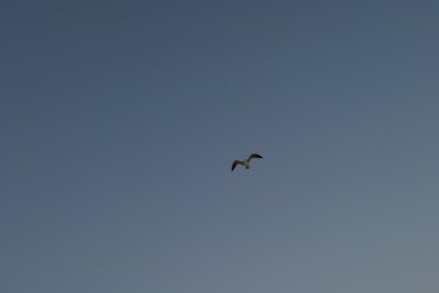 Seagull following us under false pretenses