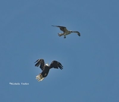 eagle  osprey 0381 8-3-08.jpg