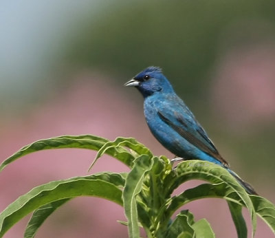 blue grosbeak  or indigo bunting?