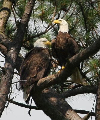 6-7-09 female  male eagles 0581 2.jpg
