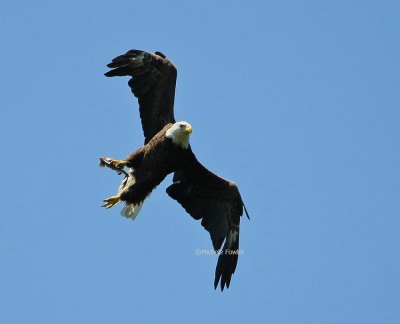 7-3-09 eagle female with fish 1677 .jpg