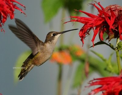 7-6-09 ruby throated hummingbird 2607 .jpg