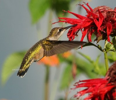 7-6-09 ruby throated hummingbird 2612 .jpg