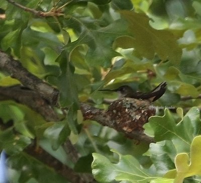 7-18-09 Hummingbird nest NBG 7087.jpg