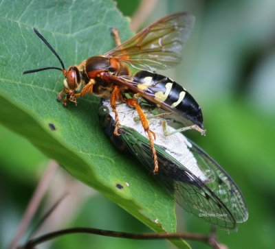 Cicada Killer Wasp 6291 7-18-09.jpg