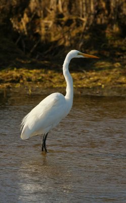 11-28-09 great egret 0915.jpg