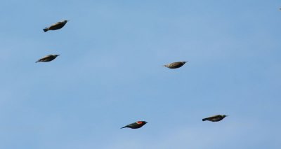 11-28-09 misfit - red wing with starlings 0868.jpg