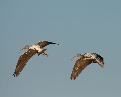 11-28-09 White ibis young 0636.jpg