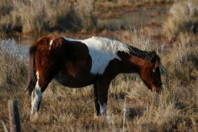 11-28-09 Assateague pony 0771.jpg