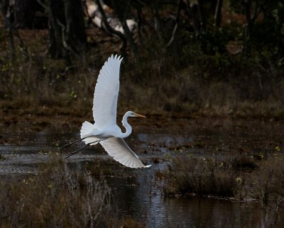 11-28-09 Great Egret 0376.jpg