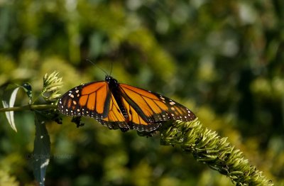 11-29-09 monarch butterfly 1309.jpg