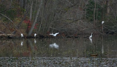 12-6-09 egrets lake 1393.jpg