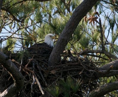 12-20-09 eagle nest 1710.jpg