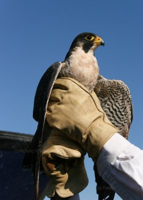 12-22-09 falcon release rs 1220.jpg