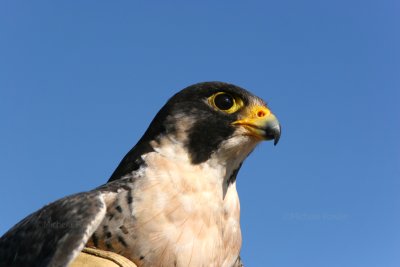 12-22-09 falcon release rs 1214.jpg
