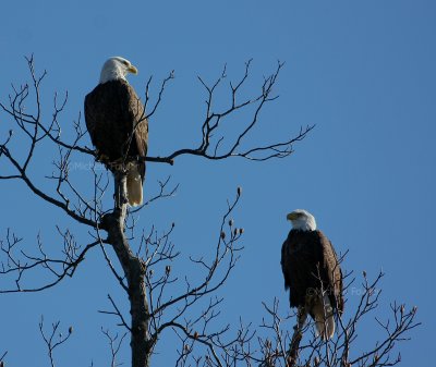 12-27-09 eagle pair lt 3154.jpg