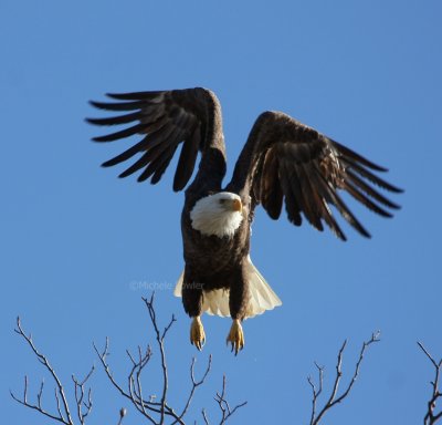 12-27-09 eagle takeoff lt 3207.jpg