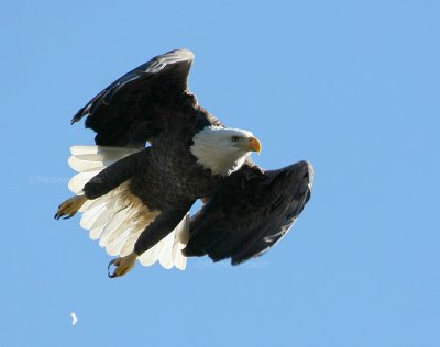 12-27-09 eagle takeoff lt 3210.jpg
