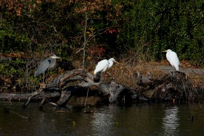 12-20-09 heron  egrets NBG 1816.jpg