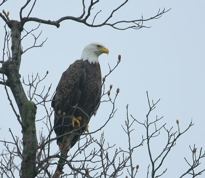 12-31-09 eagle in fog 3844.jpg