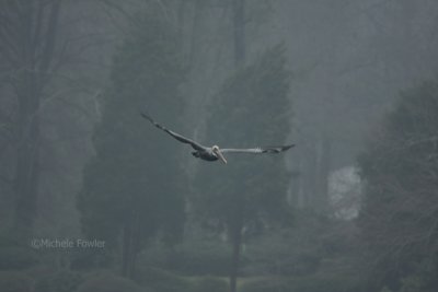 12-31-09 pelican in fog 3936.jpg