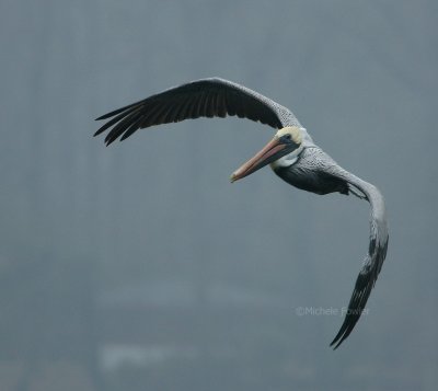 12-31-09 pelican in fog 3926.jpg