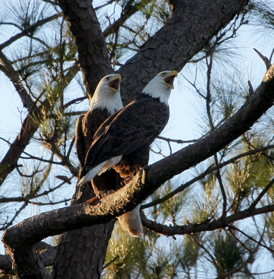 1-15-10 4501 eagle pair.jpg