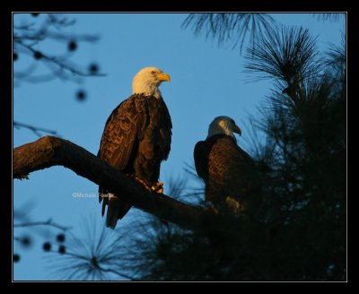 1-15-09 Golden Evening Light 4583 framed.jpg