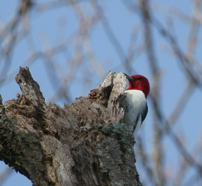 1-24-10 red headed woodpecker 5230.jpg