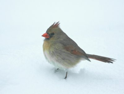 1-30-10 female cardinal in snow 5548.jpg