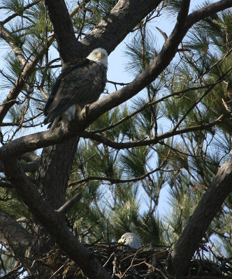 2-7-10-eagle-pair-male-in-nest-6900.jpg