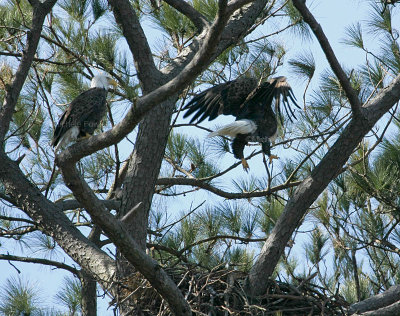 2-7-10-female-back-to-eggs-7032.jpg