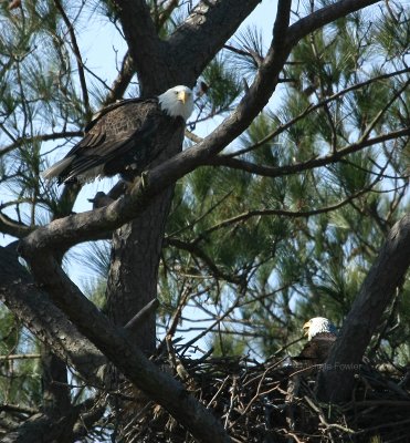 2-7-10 female left male in nest 6795.jpg
