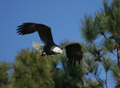 2-14-10-eagle-male-7481.jpg