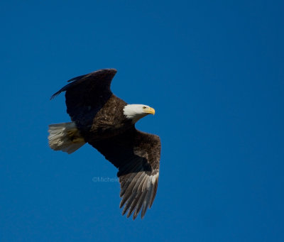 2-21-10-8092-female-eagle.jpg