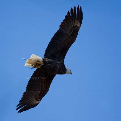 2-20-10-eagle-female-with-grass-7686.jpg