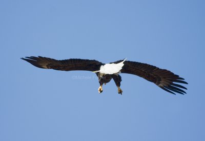 2-21-10-eagle-female-7686.jpg