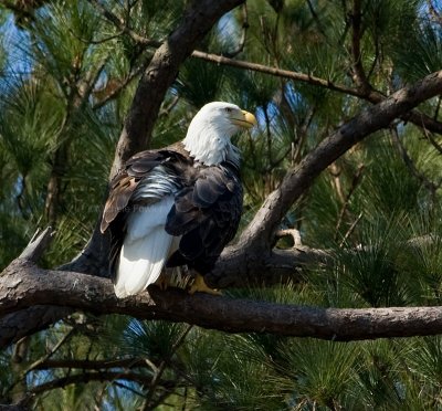 2-21-10-eagle-female-8224.jpg