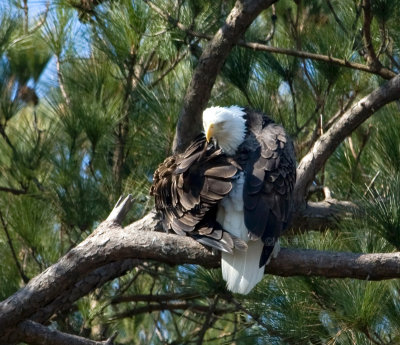 2-21-10-eagle-female-8287.jpg