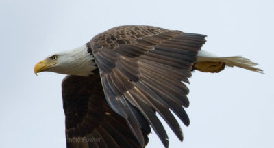 2-27-10 male eagle 8940.jpg