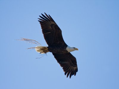 2-28-10 male eagle 9092.jpg