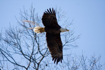 2-28-10 eagle male 9095.jpg