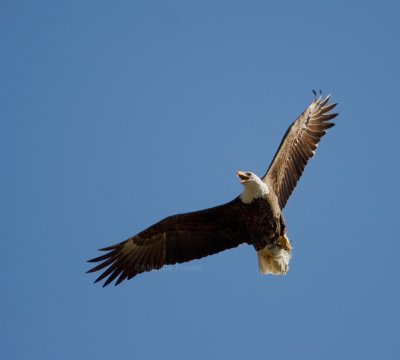 3-6-10-female-eagle-9276.jpg