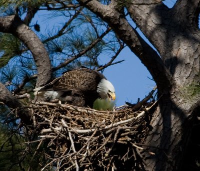 3-6-10-female-eagle-9407.jpg