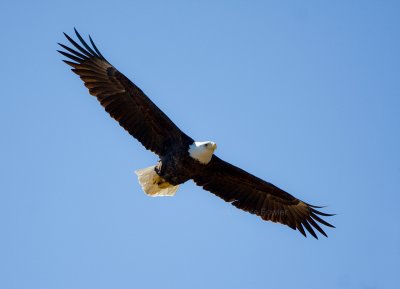 3-7-10-eagle-female-0109.jpg