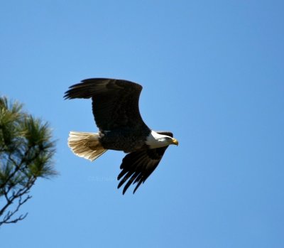 3-17-10-male-eagle-0800.jpg