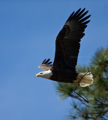 3-18-10-female-with-branch-1056.jpg