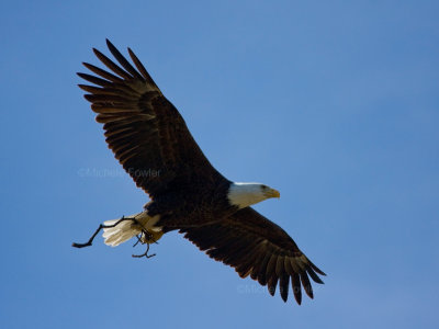 3-18-10-female-with-branch-1066.jpg