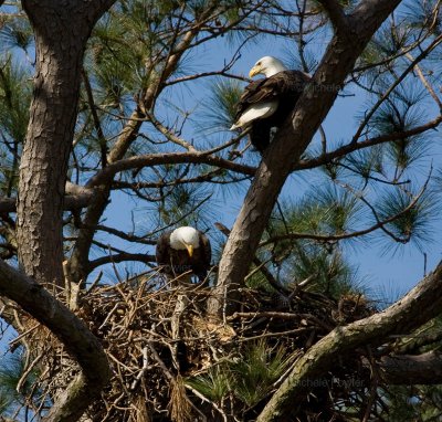 3-18-10-male-in-nest-1104.jpg