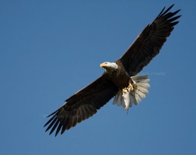3-20-10-male-eagle-2049.jpg